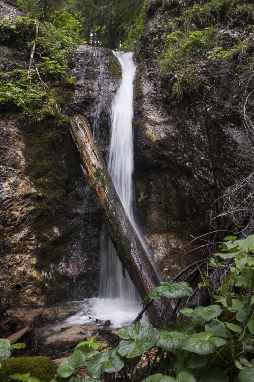 posledné pralesy, Veľká Fatra