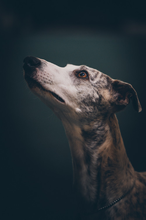 Whippet
