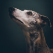 Whippet