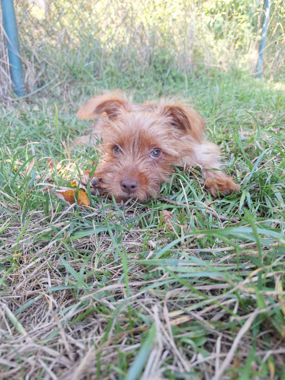 Merton Yorkshirsky terrier