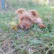 Merton Yorkshirsky terrier