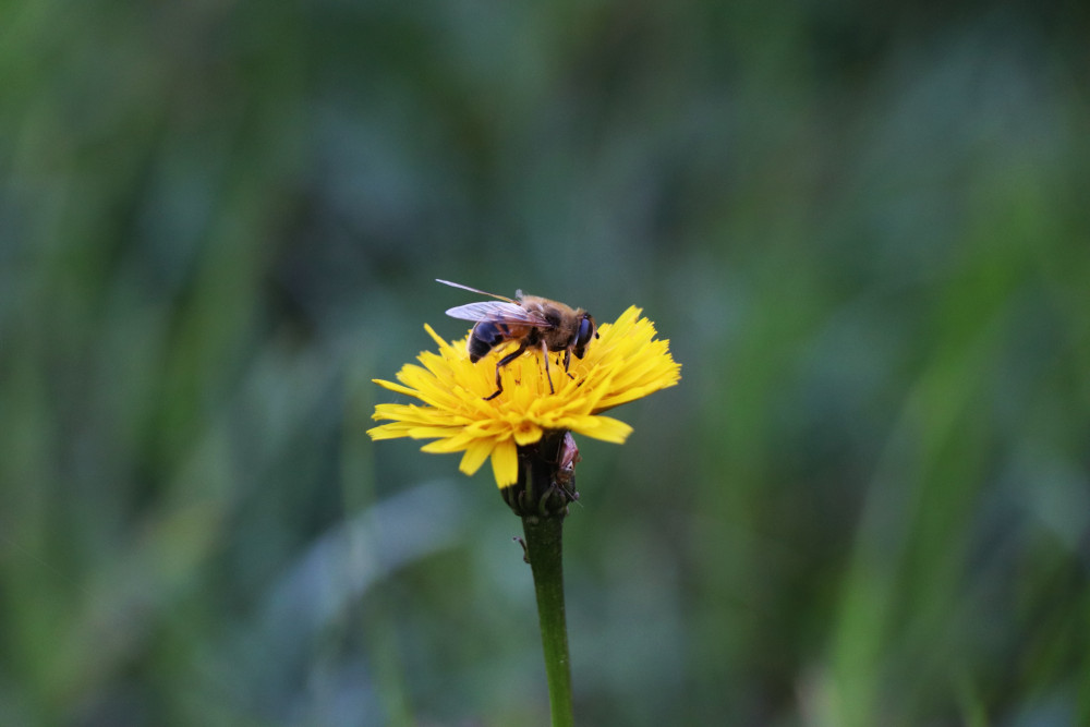 Bee