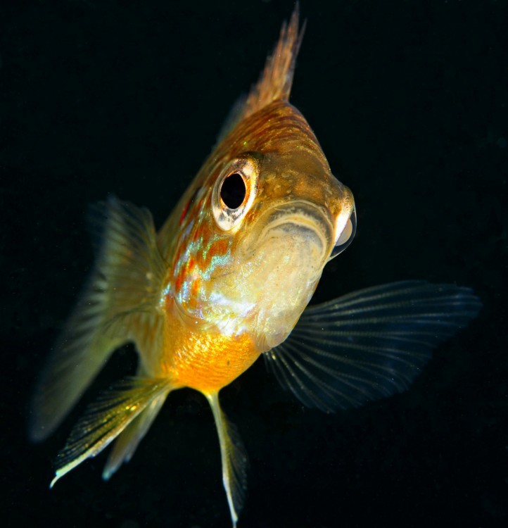 Lepomis gibbosus