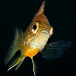 Lepomis gibbosus