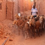 Ovečky v Alžírsku