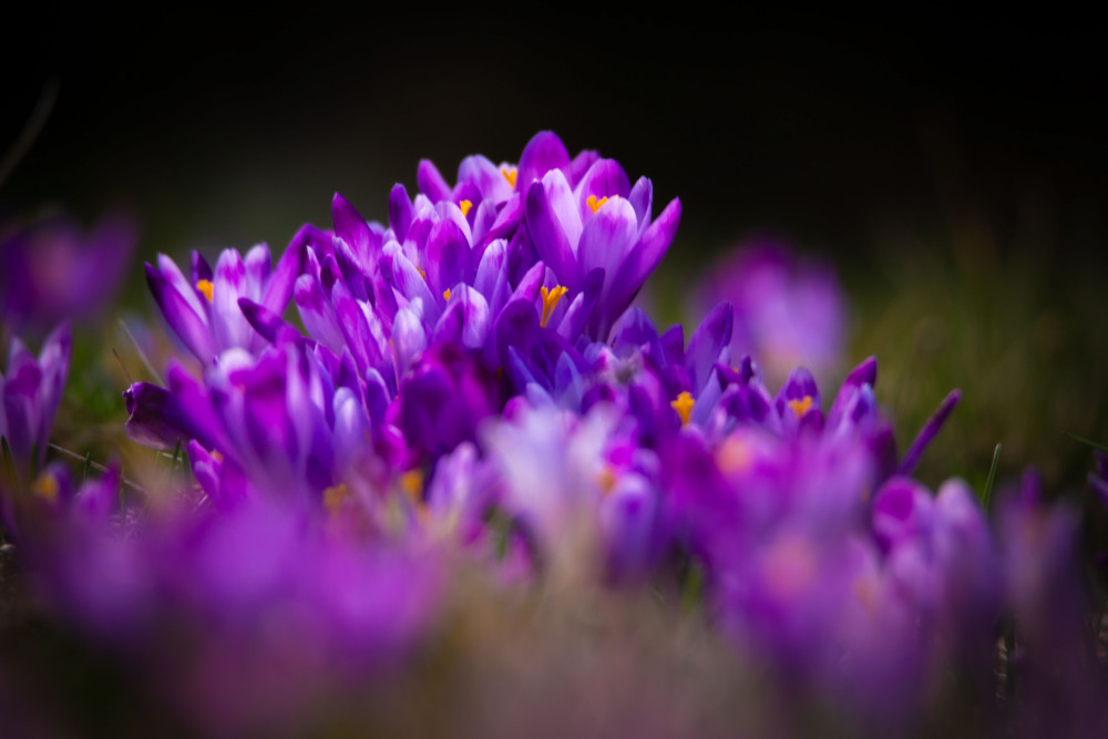 podvečerné šafránky