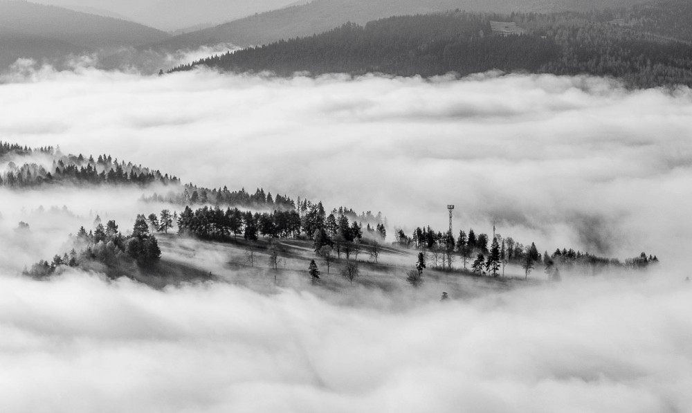 Najkrajšie stromy sú na Horehroní