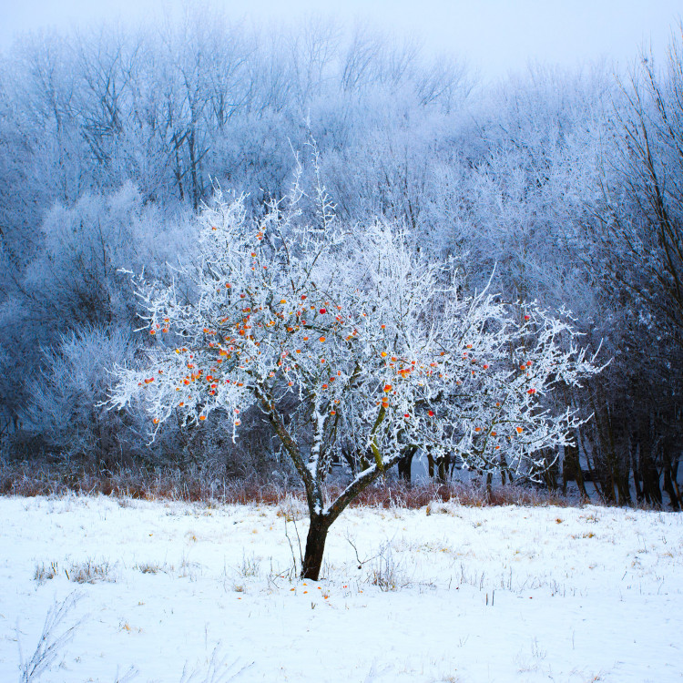 Zimné jablko