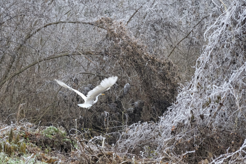 Zimná krajina s volavkou