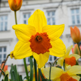 Narcis
