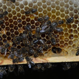 Včely a ich práca