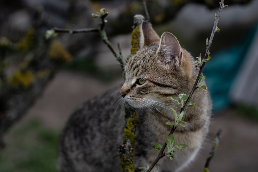 Mačka v korunách stromov ( Pusté Úľany)