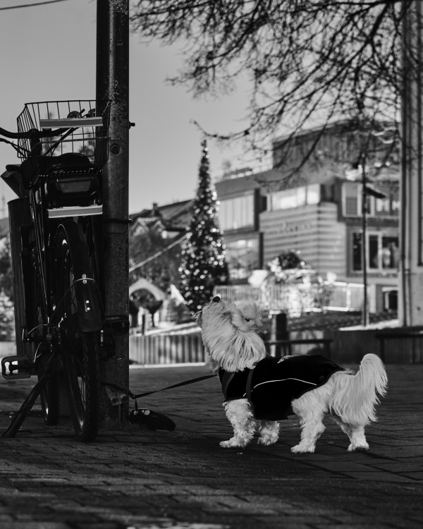 Velký strach v malom meste.