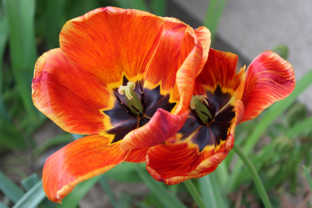 dvojica tulipánov