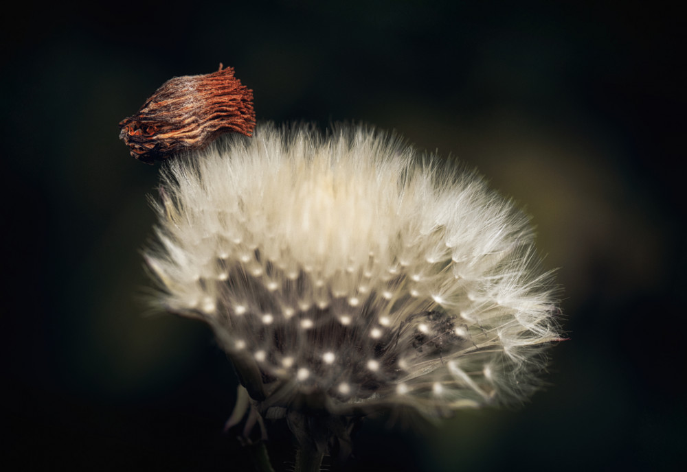 pichľavé pristátie