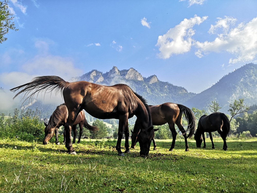 Pieniny