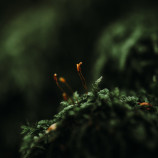 Miniatúrny Svet