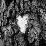 Srdce stromu