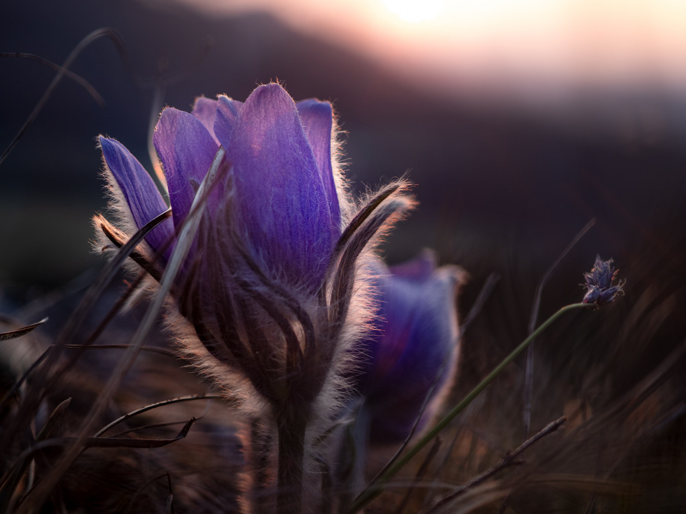 Večer na horskej lúke