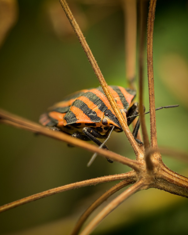 Macro 3