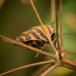 Macro 3