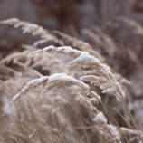 Tráva v zime