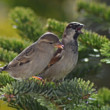Ranný duet