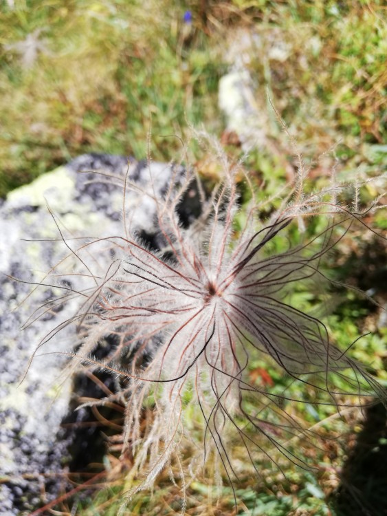 Zaujímavá rastlina, Vysoké Tatry