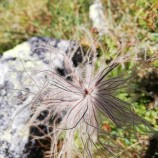 Zaujímavá rastlina, Vysoké Tatry