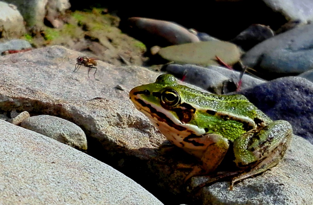 Frog and her dinner