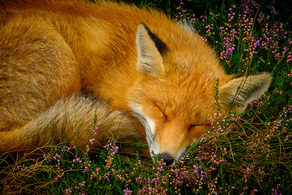Sweet dreams