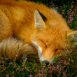 Sweet dreams