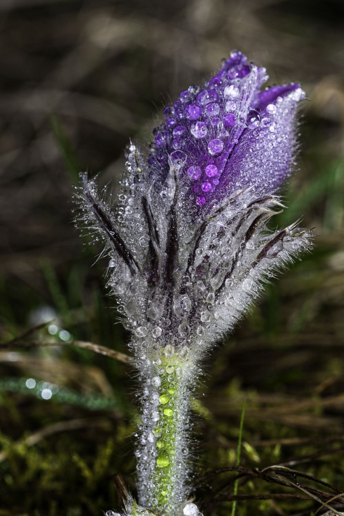 Orosený kvet ponikleca veľkokvetého (Pulsatilla grandis)