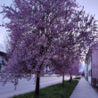 Sakura v Brezne