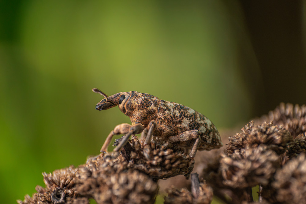 Cyphocleonus dealbatus - rýhonosec škvrnitý