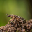 Cyphocleonus dealbatus - rýhonosec škvrnitý