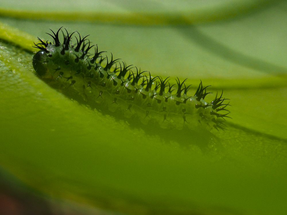 Piliarka Periclista