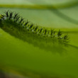 Piliarka Periclista