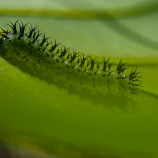 Piliarka Periclista