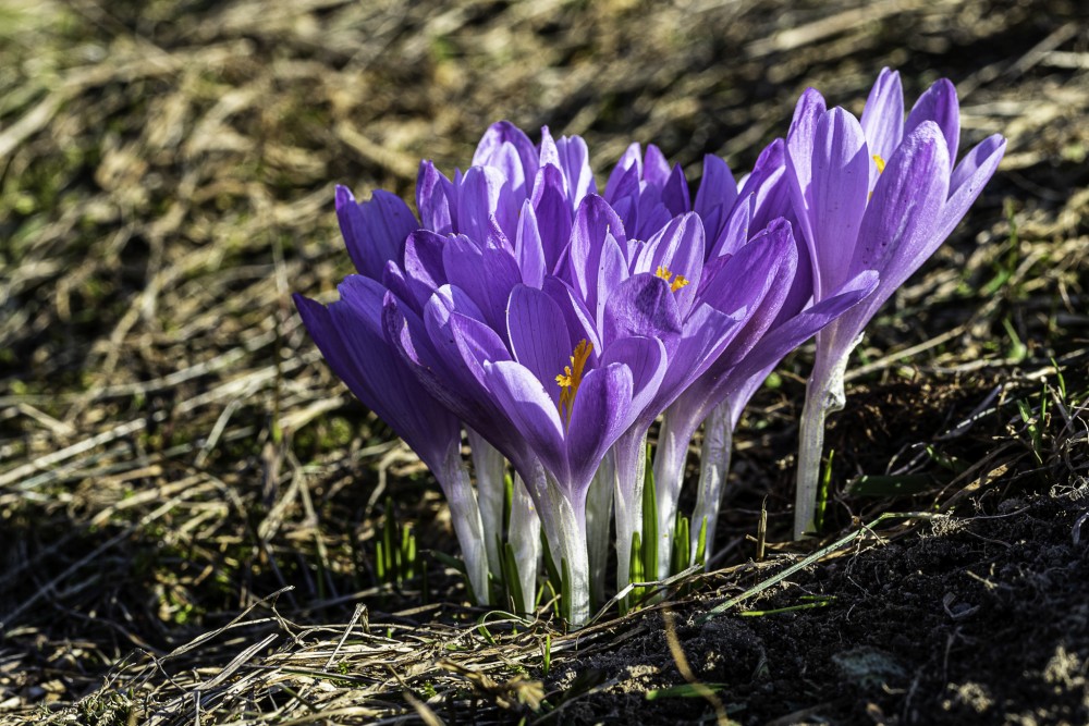 Šafran karpatský (Crocus heuffelianus)