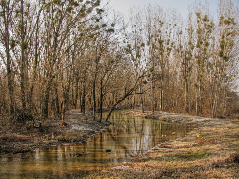 Potok na okraji lesa