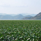 Čiara