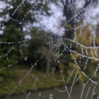 Kvapôčky vody zachytené na pavučinke