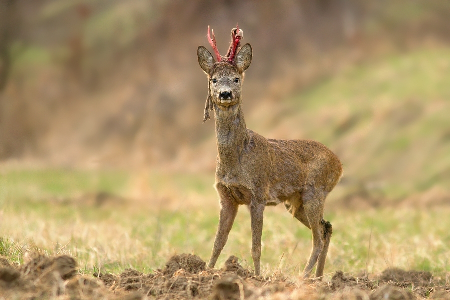 Capreolus capreolus