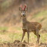 Capreolus capreolus