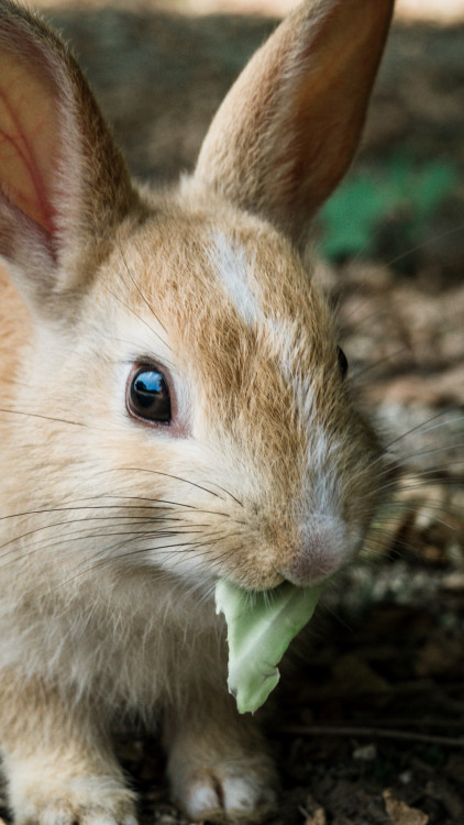 Zajačik z Okunoshimi