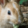 Zajačik z Okunoshimi
