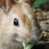 Zajačik z Okunoshimi