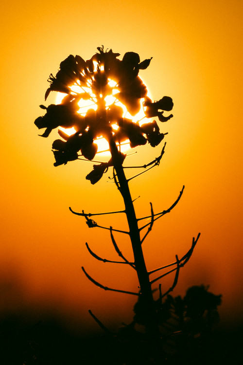 Posledný dotyk slnka