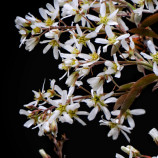 White bloom